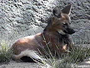 maned wolf - Image  C. Campbell