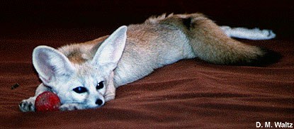 fennec fox (female)