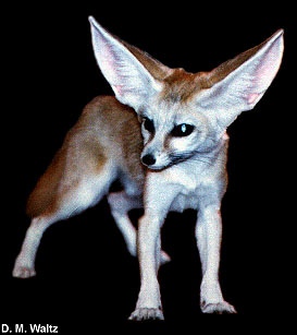 fennec fox (male)