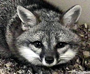 grey fox (male) - Image  C. Campbell