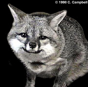 grey fox (male) - Image  C. Campbell