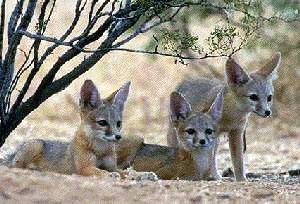 San Joaquin kit foxes