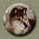 go to:  Grey wolf