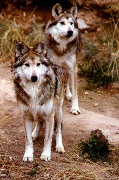 Mexican wolves - Image  Monty Sloan