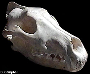 Mexican wolf skull - Image  C. Campbell