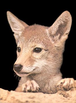coyote pup - Image  Glenn D. Chambers