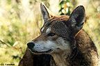 Red wolf (male) - image  C. Campbell