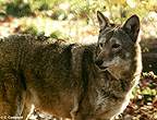 Red wolf (female) - image  C. Campbell