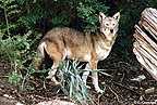 Red wolf (female) - image  C. Campbell