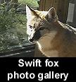 go to Swift fox gallery (images  C. Campbell)