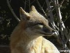 Swift fox - image  C. Campbell