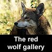 go to red wolf gallery (images  C. Campbell)