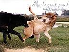 Alyeska and puppies - Image  Monty Sloan