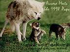 Aurora and 1998 puppies - Image  Monty Sloan