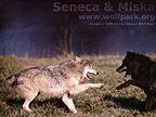Seneca and Miska - Image  Monty Sloan