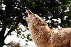 Wild Bill (coyote) - Image  Monty Sloan