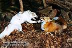Basil and Corey (foxes) - Image  Monty Sloan