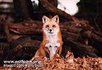 Corey (fox) - Image  Monty Sloan