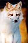 Basil (fox) - Image  Monty Sloan