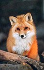 Corey (fox) - Image  Monty Sloan