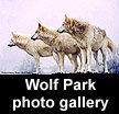 go to Wolf Park galleries (images  Monty Sloan)
