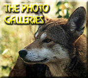 go to: The Photo Galleries