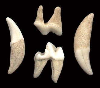 fossil grey wolf teeth, Pleistocene, Ladonia, Texas, USA