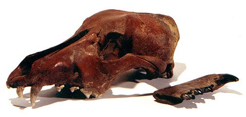 fossil grey wolf skull, Pleistocene, Russia