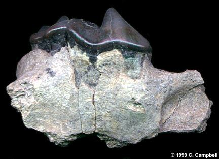 fossil teeth of Edward's wolf - Florida - Image  C. Campbell