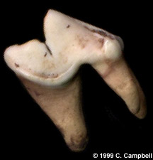 fossil coyote tooth - Kansas - Image  C. Campbell