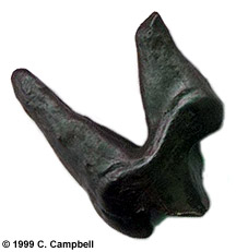 fossil coyote tooth - Florida - Image  C. Campbell