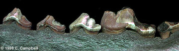 fossil coyote mandible - Nebraska - Image  C. Campbell