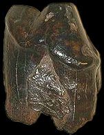 fossil tooth of Epicyon validus