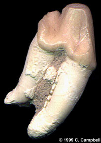fossil tooth of Osteoborus cynoides - Image  C. Campbell