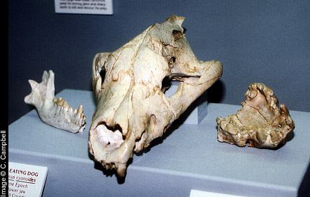 mandible, skull, and palate of Osteoborus - Image  C. Campbell