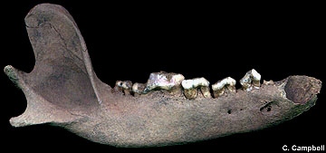 fossil dog mandible from Kansas - Image  C. Campbell