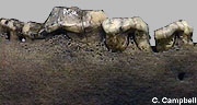 fossil dog mandible - Kansas - Image  C. Campbell