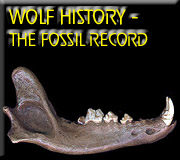 go to: Wolf History - The Fossil Record