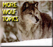 go to: More Wolf Topics